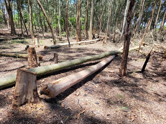11_11_2022__0_20.10.2020 - Dedsmatamento florestal em Itaguai (minimizado).jpg - uploaded/imgs/noticias/11_11_2022__0_20.10.2020 - Dedsmatamento florestal em Itaguai (minimizado).jpg - Polícia identifica desmatamento florestal em Itaguai após denúncia do Linha Verde